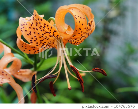 Rain lily flower wet to the rain 104763570