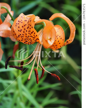 Rain lily flower wet to the rain Rain lily flower wet to the rain 104763571