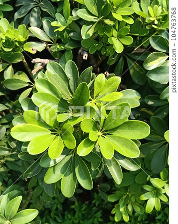 Dwarf Umbrella Tree Green Leaves Texture Background Dwarf Umbrella Tree Green Leaves Texture Background 104763768