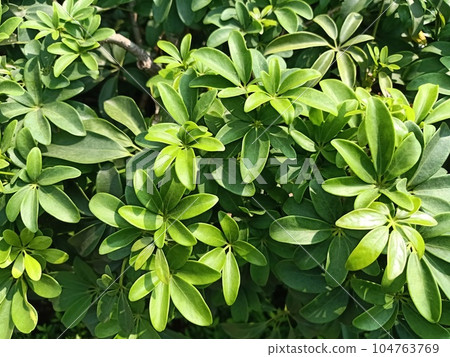 Dwarf Umbrella Tree Green Leaves Texture Background  104763769