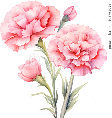 watercolor, illustration, flower, carnation, floral, blossom, bouquet, design, decoration, background, drawing, botanical, vintage, pink, spring, set, white, summer, isolated, retro, nature, red, rose 104763954
