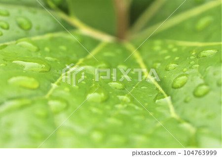In the garden after the rain, the world of waterdrop art using plants as a canvas In the garden after the rain, the world of waterdrop art using plants as a canvas 104763999