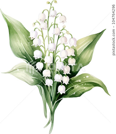 flower, nature, floral, spring, garden, leaf, plant, green, watercolor, summer, design, illustration, decoration, blossom, drawing, lily, white, botanical, background, art, isolated, flora, valley 104764296