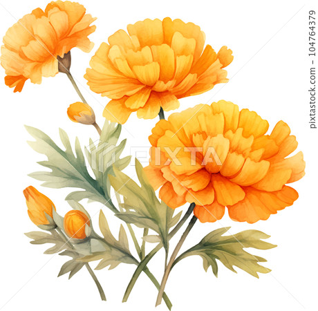 illustration, floral, flower, blossom, isolated, watercolor, plant, marigold, background, garden, white, orange, summer, nature, art, botanical, leaf, drawing, yellow, sketch, green, bouquet, bloom, illustration, floral, flower, blossom, isolated, watercolor, plant, marigold, background, garden, white, orange, summer, nature, art, botanical, leaf, drawing, yellow, sketch, green, bouquet, bloom, 104764379