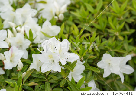 白色杜鵑花在綠色中閃閃發光 白色杜鵑花在綠色中閃閃發光 104764411
