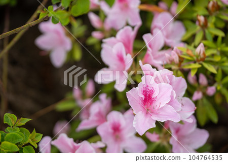Pink azaleas found in the moat of Okazaki Castle in spring 104764535