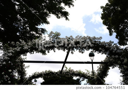 港三重岡公園 白花拱門和藍天 港三重岡公園 白花拱門和藍天 104764551