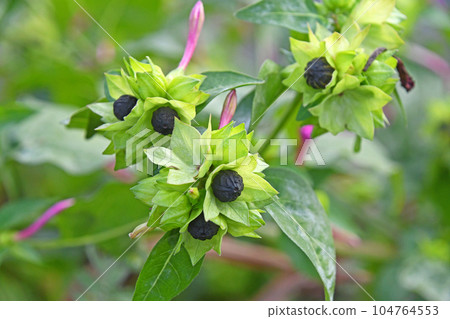 Black seeds of Oshiroibana Black seeds of Oshiroibana 104764553