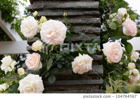 白玫瑰花名為 Blancpierre de Ronsard 白玫瑰花名為 Blancpierre de Ronsard 104764567