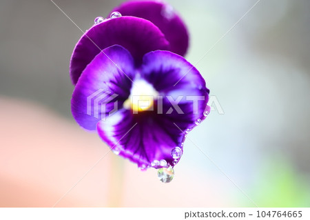 A picture taken with a close-up of a pansy with purple flowers wet in the rain 104764665