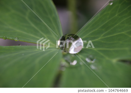 Rain-soaked leaves, water droplets glisten 104764669