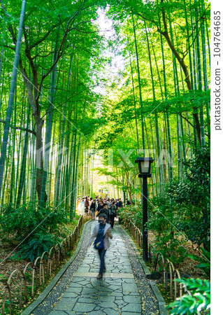 秋日晴朗的修善寺伊豆竹林 3 靜岡縣伊豆市 104764685