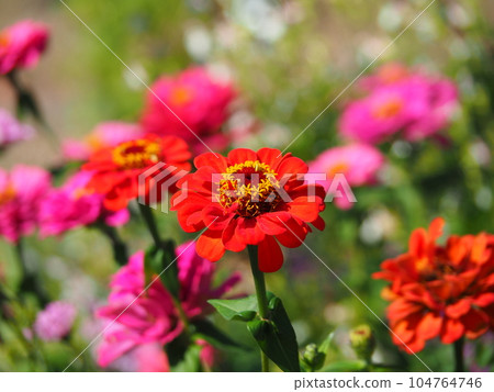 色彩繽紛的百日草盛開 104764746