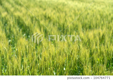 A wheat field when the ears begin to grow 104764771