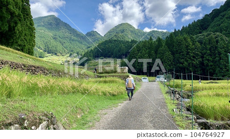 Terraced rice fields where autumn harvesting (rice harvesting and drying) is being carried out (Yotsuya Senmaida / Shinshiro City, Aichi Prefecture) 104764927