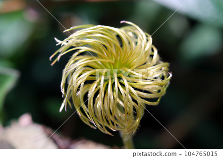 Senninsou (Casagruma clematis) Pinwheel-like achene (using a macro lens, outdoor natural light, close-up photography) Senninsou (Casagruma clematis) Pinwheel-like achene (using a macro lens, outdoor natural light, close-up photography) 104765015