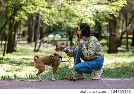 African dog sabbenji high fives the owner on a walk in the park. African dog sabbenji high fives the owner on a walk in the park. 104765378