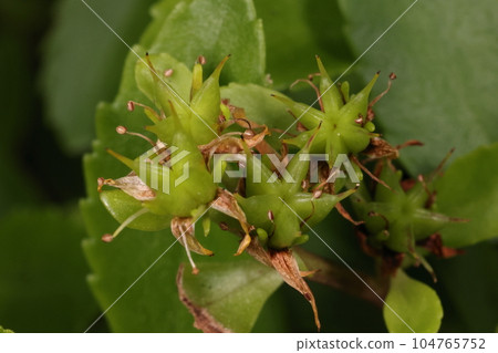 天然植物長頸鹿，七月幼果。果實是袋果，成熟時似乎會自然裂開。 104765752