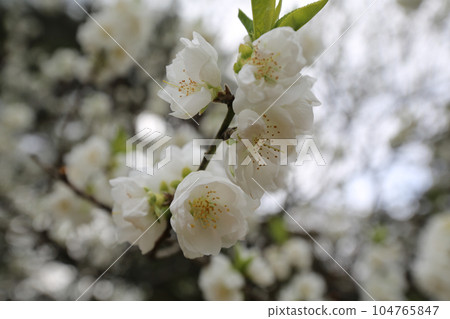 白花 桃花 104765847