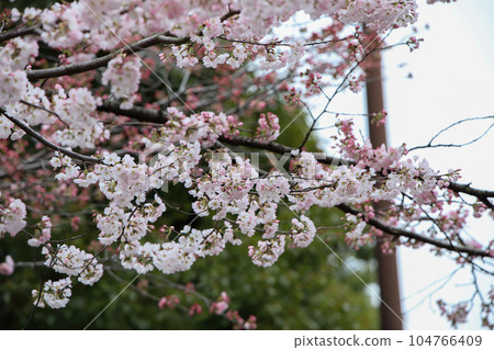 Reizei family cherry blossoms Reizei family cherry blossoms 104766409