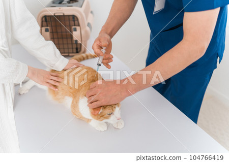 給貓注射疫苗和注射的獸醫 104766419