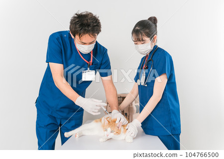 Veterinarian (mask) giving a vaccine and injection to a cat 104766500
