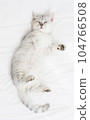 Small Scottish kitten lying down on white bed of relaxing and cozy wellbeing in home. 104766508