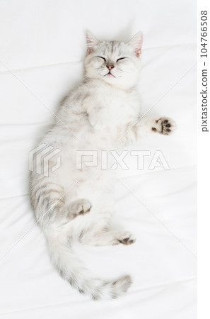 Small Scottish kitten lying down on white bed of relaxing and cozy wellbeing in home. 104766508