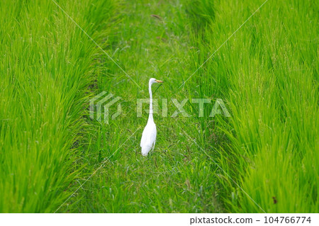 Egret in rice field 104766774