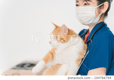 Japanese female veterinarian at an animal hospital holding a cat Japanese female veterinarian at an animal hospital holding a cat 104766794