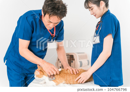 Veterinarian brushing a cat in an animal hospital Veterinarian brushing a cat in an animal hospital 104766796