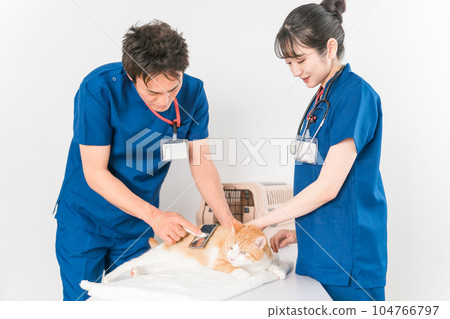Veterinarian brushing a cat in an animal hospital Veterinarian brushing a cat in an animal hospital 104766797