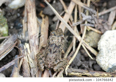 住在稻田裡的疣蛙 104766842