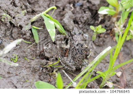 住在稻田裡的疣蛙 104766845