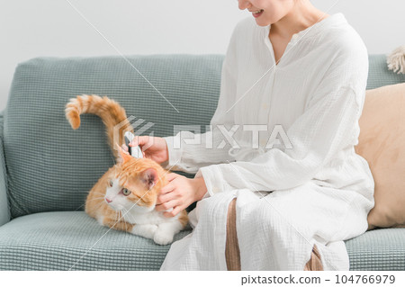 主人的女主人在換毛季節為家中床上的貓梳理毛髮並去除絨毛 104766979