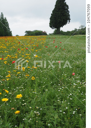 高地藥草園 高地藥草園 104767099