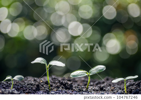 背景中閃閃發光的雙葉排列 背景中閃閃發光的雙葉排列 104767246