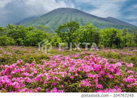 鹿原美山霧島花,背景是山 鹿原美山霧島花,背景是山 104767248
