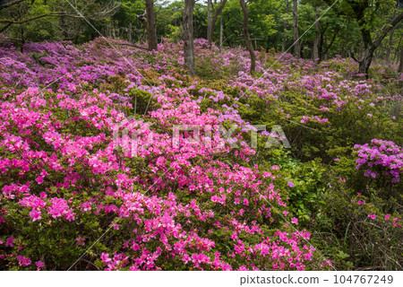 鹿原美山霧島花 104767249
