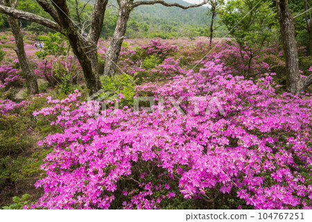 鹿原美山霧島花 104767251