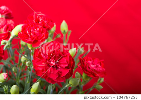 紅色背景上紅色康乃馨花的特寫 104767253