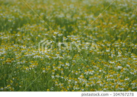 Chamomile flower garden Chamomile flower garden 104767278