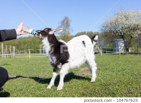 Person Feeding Babies Goat With Milk From Bottle On Farm In Summer Or Spring Time. Domestic Animals Care, Raising. Meadow, Green Blooming Trees On Background. Horizontal Plane Person Feeding Babies Goat With Milk From Bottle On Farm In Summer Or Spring Time. Domestic Animals Care, Raising. Meadow, Green Blooming Trees On Background. Horizontal Plane 104767629