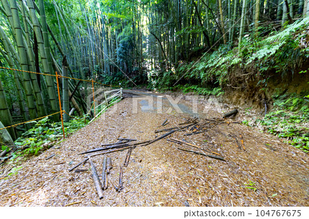 Bamboo forest in summer, Kanazawa, Japan. 104767675
