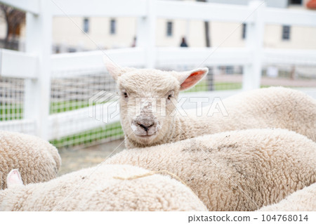 綿羊和動物生態觀察/自然教育材料 綿羊和動物生態觀察/自然教育材料 104768014
