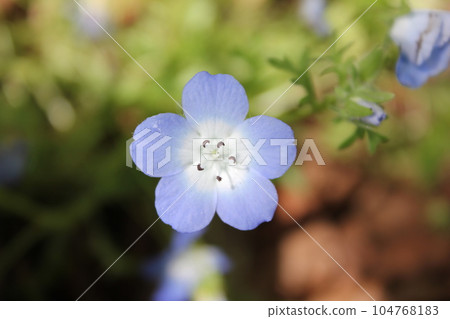 單個青金石蔓藤花紋 104768183