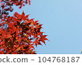 藍天和楓樹 104768187