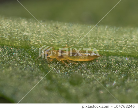 Thistle Thistle 104768246