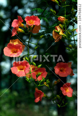 early summer flowers 104768612