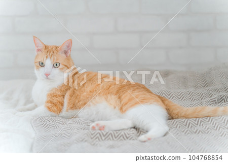 Cat relaxing on the bed in the bedroom Cat relaxing on the bed in the bedroom 104768854